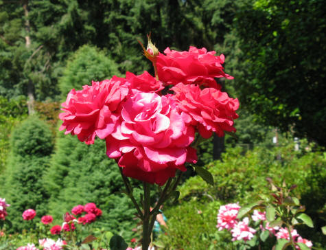 Portland OR - City of Roses